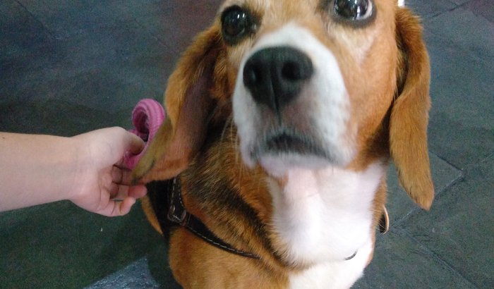 Quimioterapia da Nana