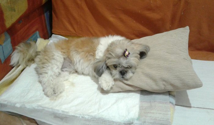 Belinha 