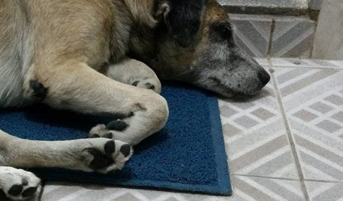 Ajuda na cirurgia do melhor amigo