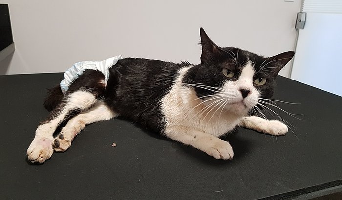 Ajuda para Félix e Bela