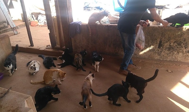Resgate de Gatos do Galpão de Reciclagem