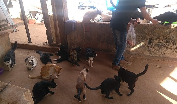 Resgate de Gatos do Galpão de Reciclagem
