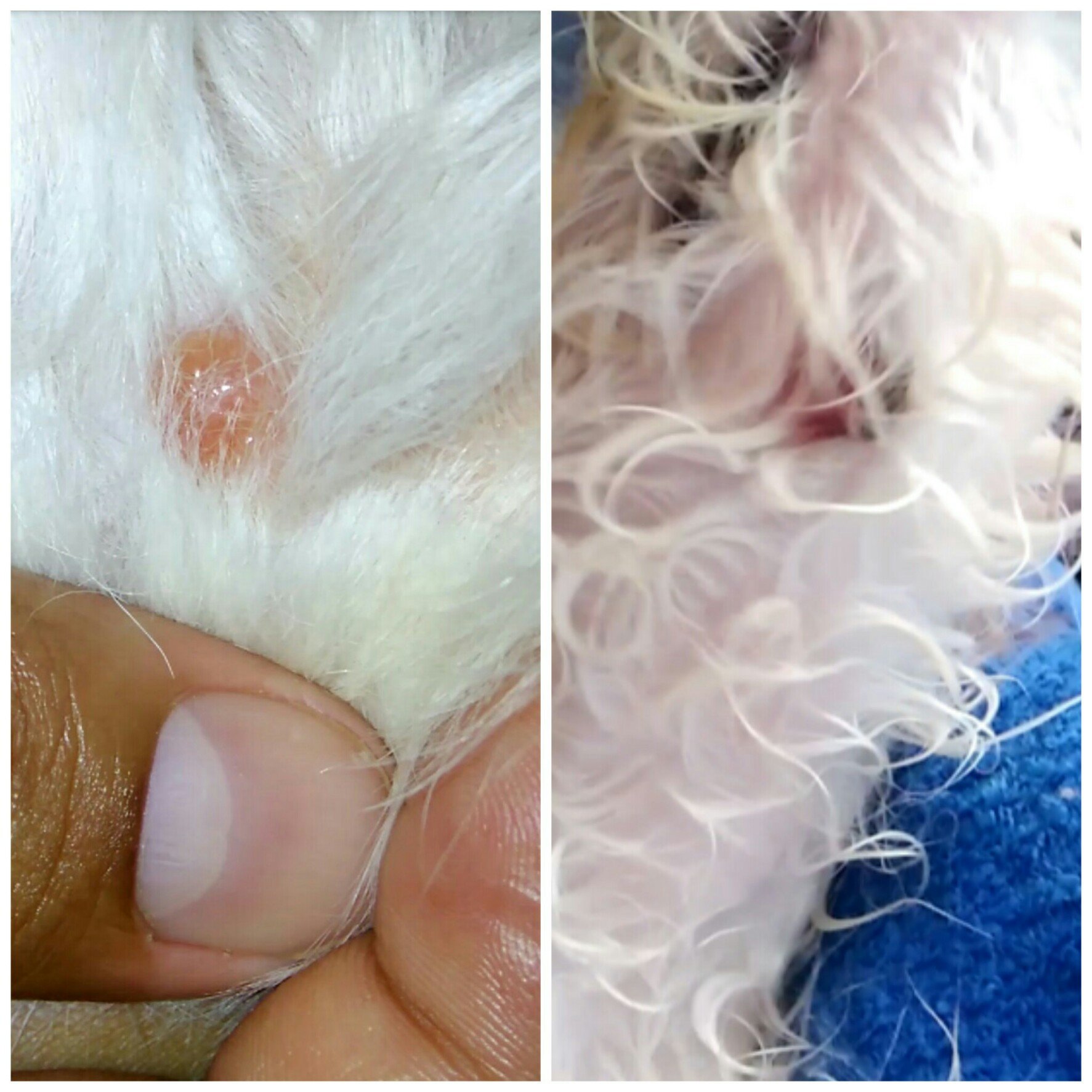 Ajuda para o exame do Max