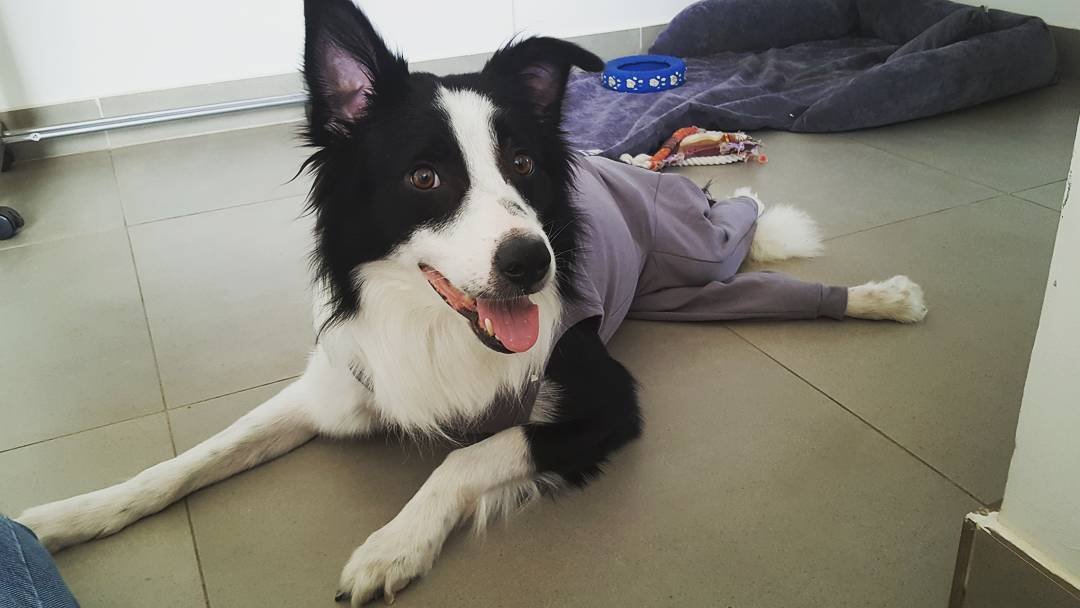 CIRURGIA DO MIKE - BORDER COLLIE