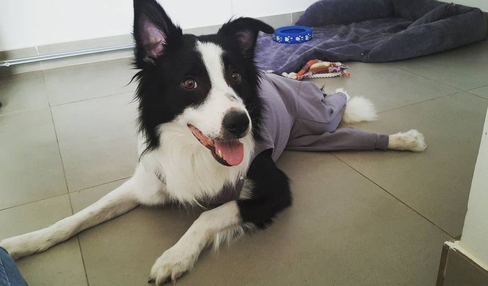 CIRURGIA DO MIKE - BORDER COLLIE