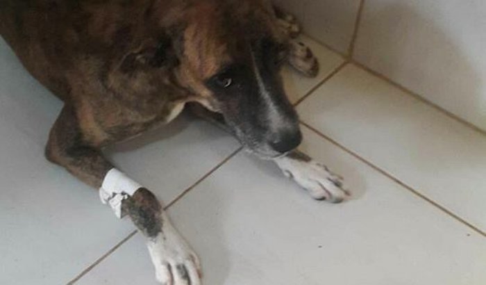 Cachorro com TVT