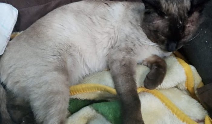 Cirurgia de Hérnia do Hart