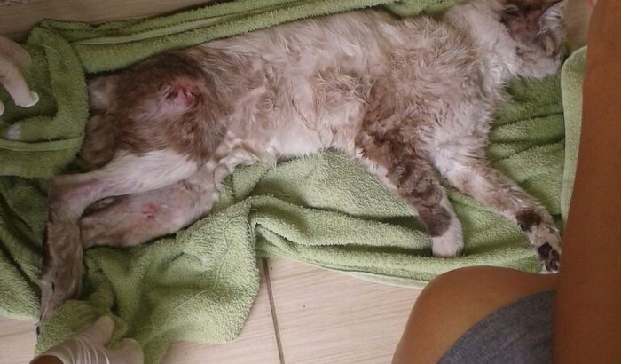Gatinho atropelado 