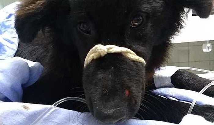 CIRURGIA PARA CACHORRO ATROPELADO