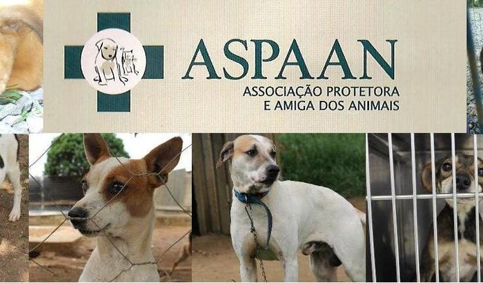 Organizacao Caes Abandonados