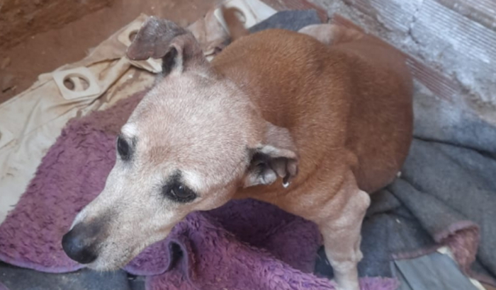 Cachorra atropelada 😪😪😪