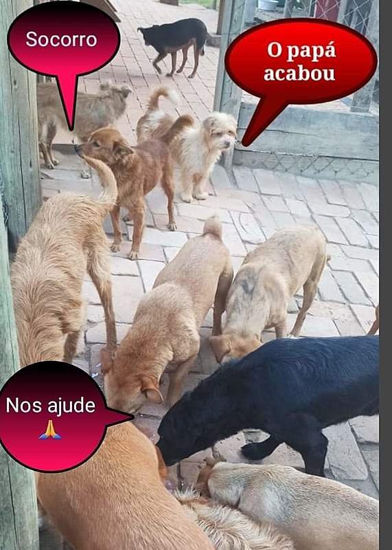 imagem da vaquinha ABRIGO SÍTIO AMIGO FIÉL 