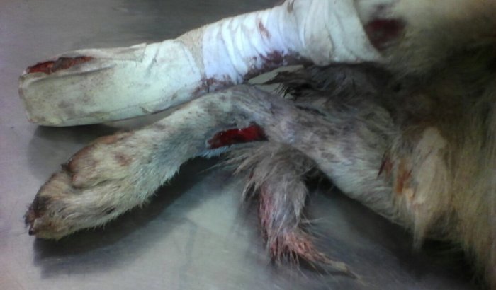 Cirurgia do 🐶 
