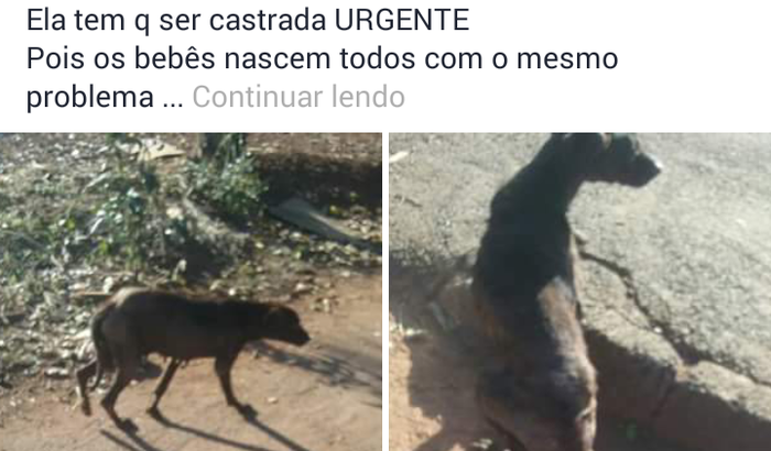 Castração e cuidados com a cadela que está com sarna e ferimento