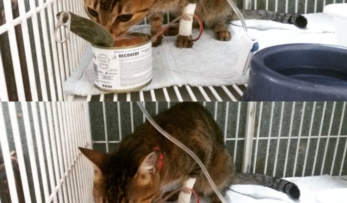 Despesas veterinárias da Mel 
