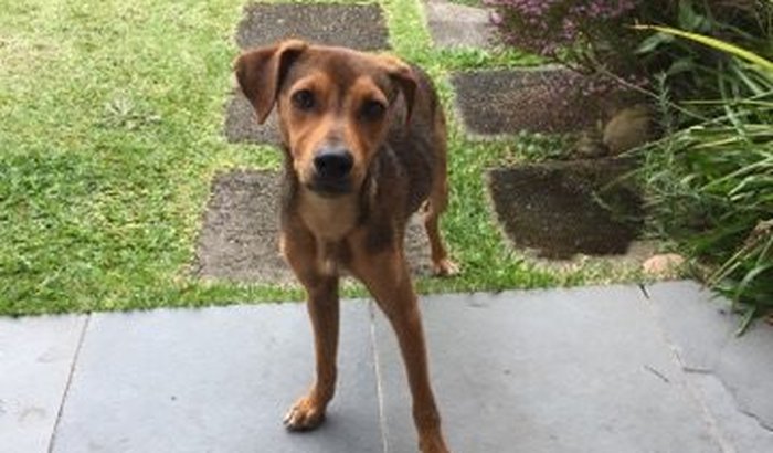 Ajuda para resgate de cão de rua