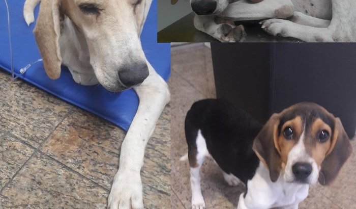 FRED, FRIDA, E SOPHIE FAMÍLIA  DE BEAGLE RESGATADA COM CINOMOSE 