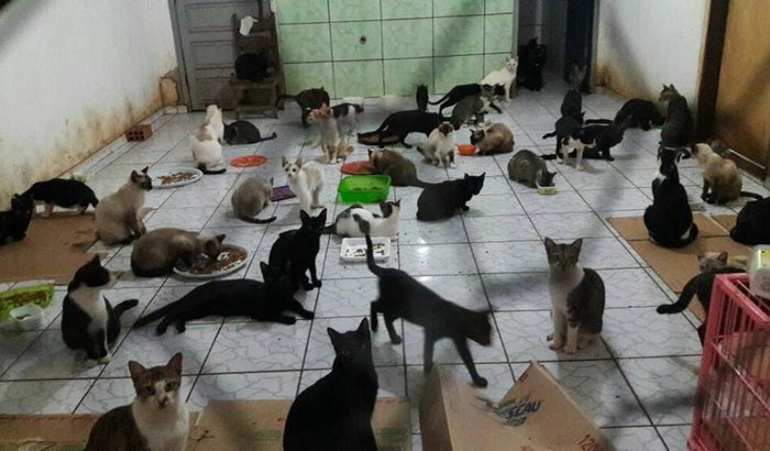 Abrigo esperança para animais abandonados