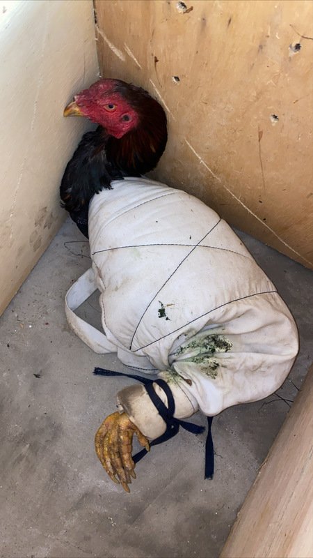 imagem da vaquinha GALOS DA RINHA