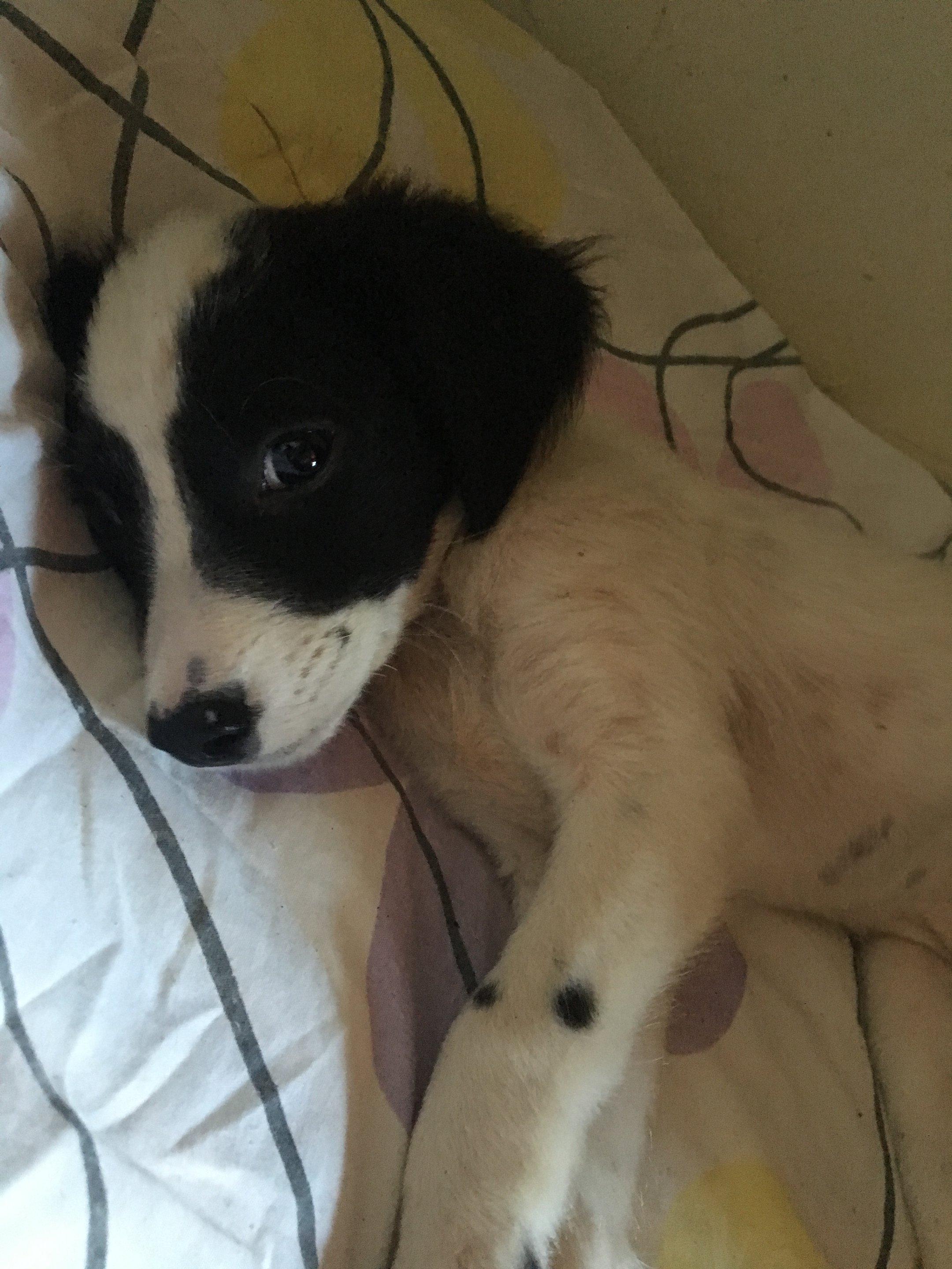 Ajude a Valentina 🐾