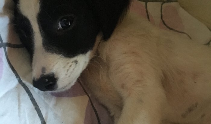 Ajude a Valentina 🐾