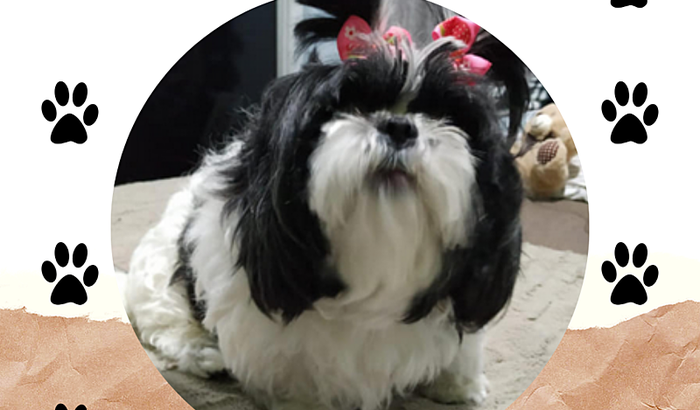 Ajude a salvar a Meg