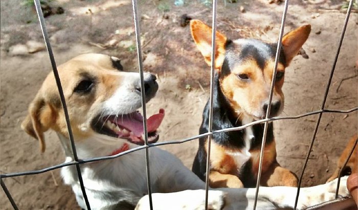 Ração para os cães da dona Maria!