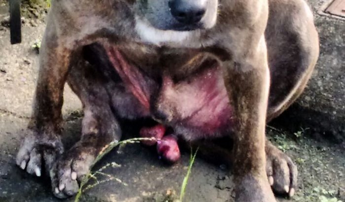 Ajude o  cão resgatado