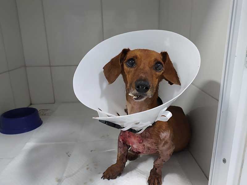 imagem da vaquinha Ajude a Esperança voltar a comer