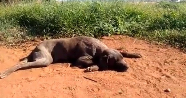 Ajuda para cão negligenciado