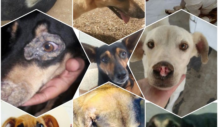 Todos juntos em prol dos animais carentes 