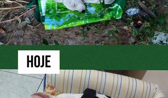 para ajudar nos tratamentos de animais carentes 