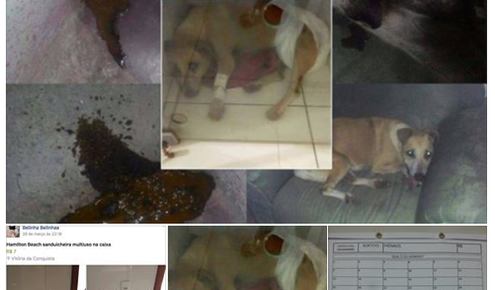 custos cirurgia da cachorra vakinha