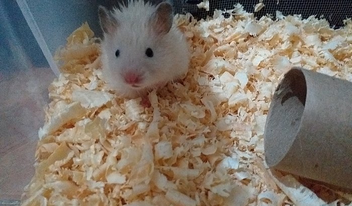 Caixa Organizadora para filhote resgatado