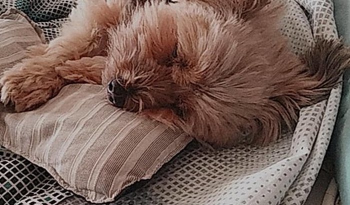 Ajude a Meg a fazer a cirurgia