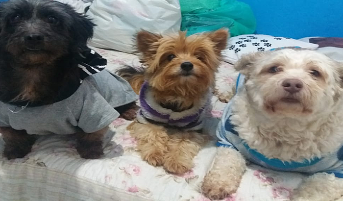 construir canil separarando  cães grandes dos pequenos