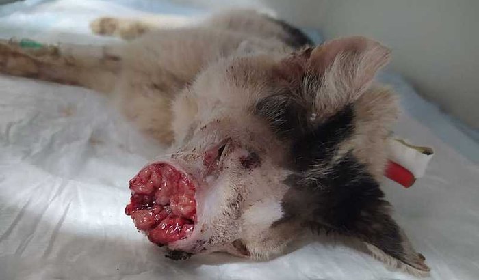 SUA DOAÇÃO PODE SALVAR A VIDA DO GABRIEL!