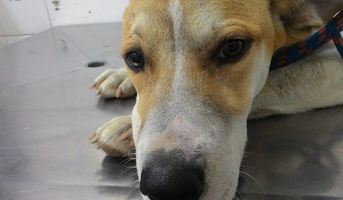 Ajude esse cachorrinho a ser operado