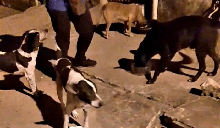 Ajudem a alimentar os animais abandonados da nossa cidade.