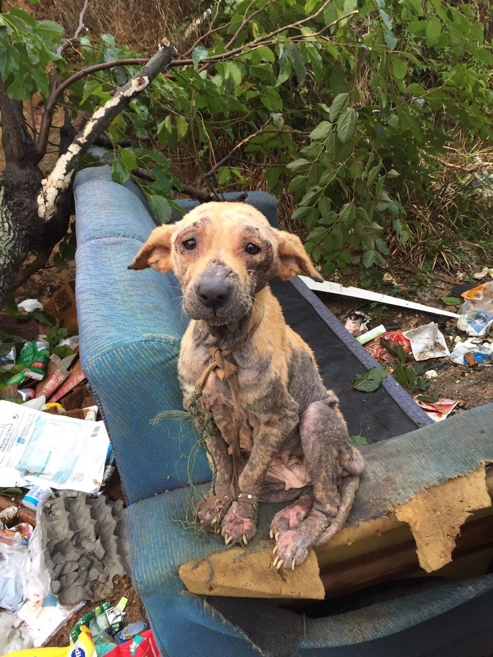 imagem da vaquinha AJUDE A LUNA!