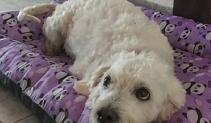 TRATAMENTO DE LUCK QUE ESTÁ COM DISPLASIA COXOFEMORAL