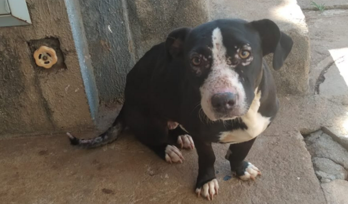 BUSCO AJUDA PARA CACHORRINHA ENCONTRADA