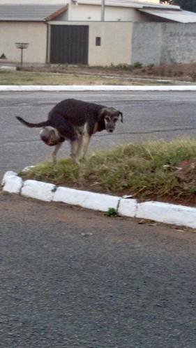 AJUDA PARA CÃO COM TUMOR GIGANTE