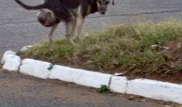 AJUDA PARA CÃO COM TUMOR GIGANTE