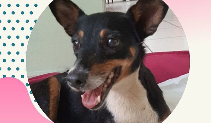 AJUDE A CACHORRINHA SAMANTA