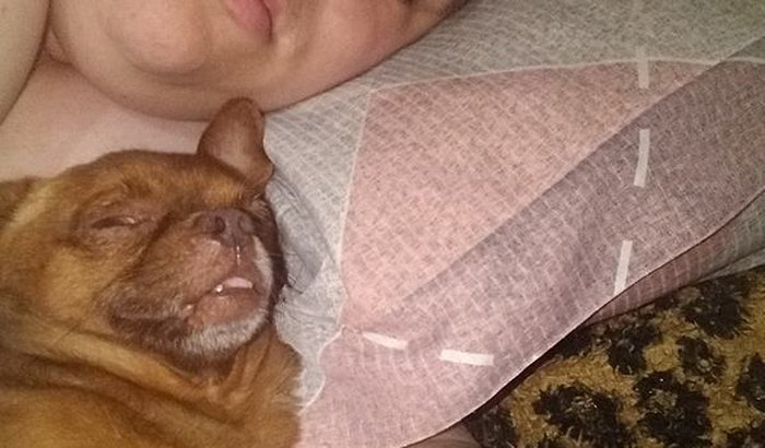 Despesas Veterinário, Pitoco Meu melhor Amigo!