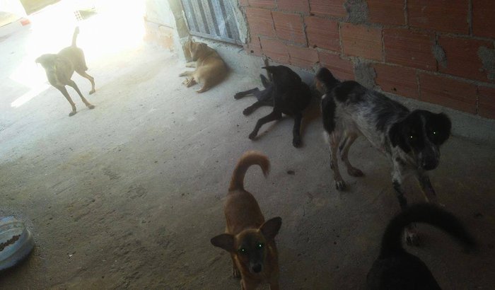 AJUDE UM CÃO RESGATADO DAS RUAS