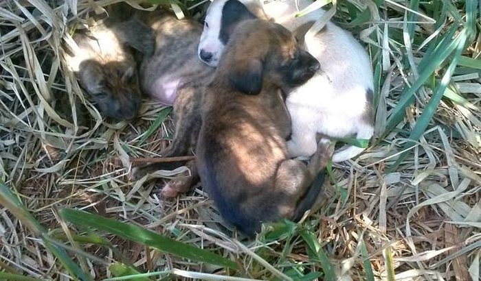 Tratamento e Hospedagem dos Cãezinhos