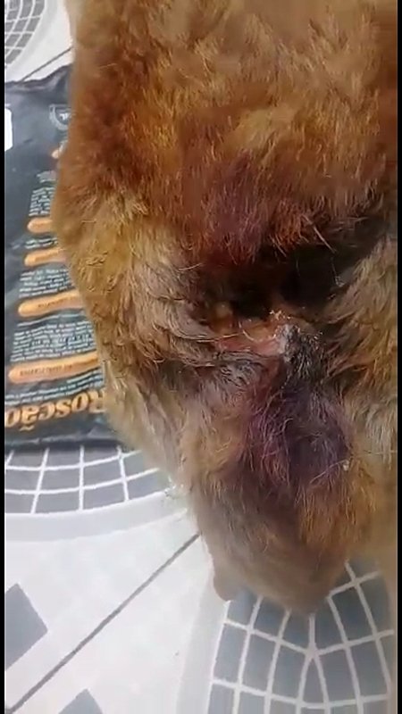 imagem da vaquinha Ajuda para toby foi abandonado pelos seus donos tem um machucado grande com bicheiro 