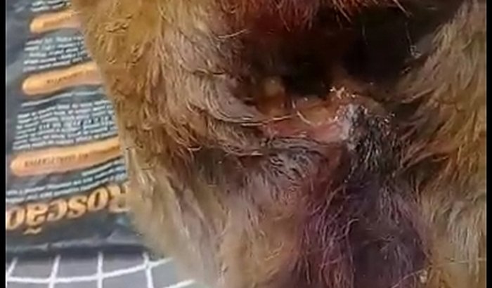 Ajuda para toby foi abandonado pelos seus donos tem um machucado grande com bicheiro 